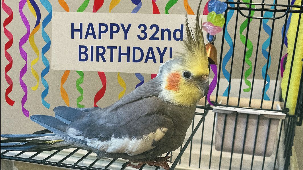 Korela Sonny popřela statistiky. Dožila se dvojnásobku věku, který je u těchto ptáků běžný